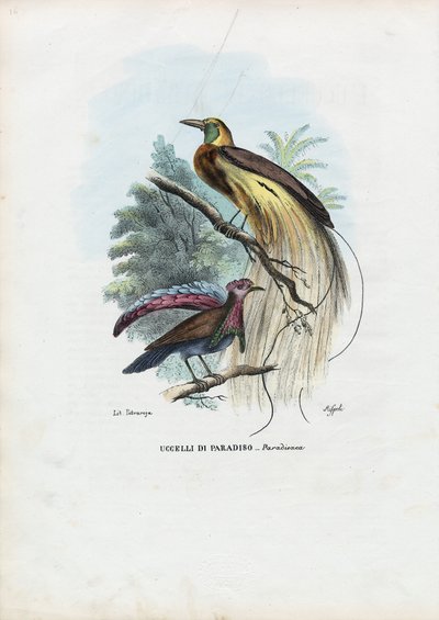 Bird Of Paradise, 1863-79 by Raimundo Petraroja